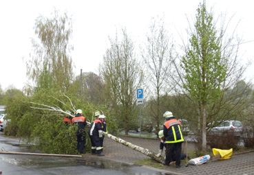 Maibaum 2013