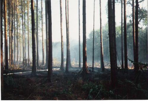 waldbrand3